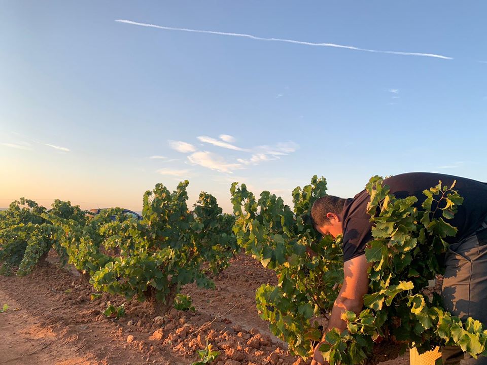 Viñedo de la DOP "Cariñena"