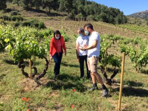 Viñas viejas de garnacha. Aragón conjunto de tierras, personas y tradición