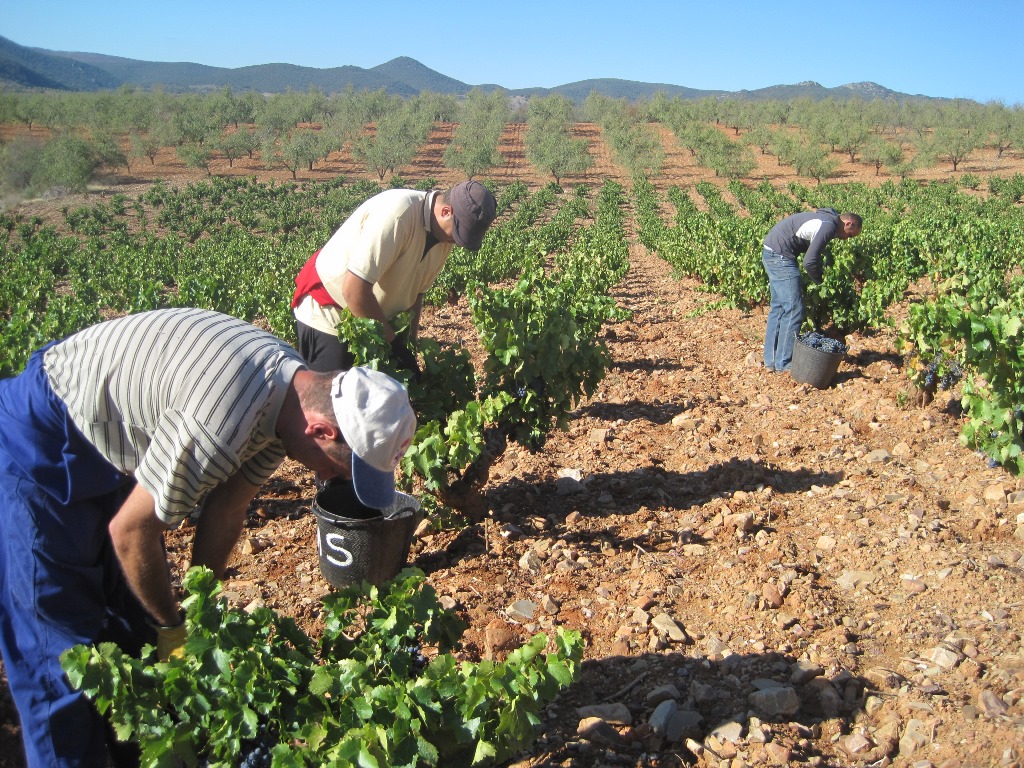 Los vendimiadores recogen uva en la DOP Calatayud