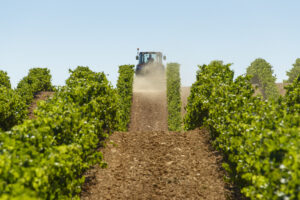 Viñas bodega Aylés