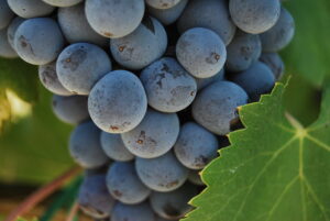 Garnacha de Aragón 