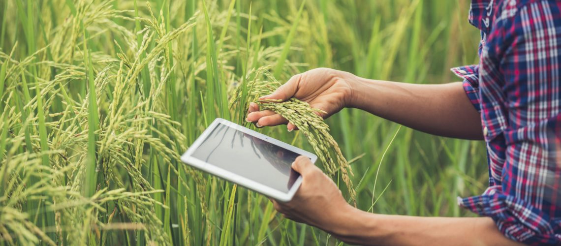 Farmer standing in a rice field with a tablet.