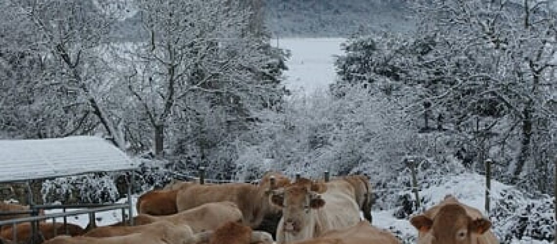 vacas