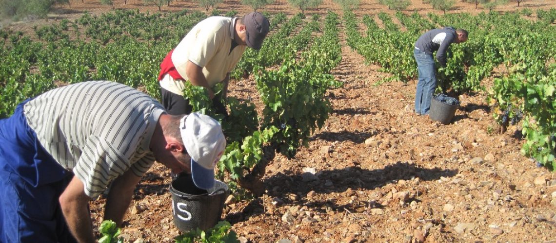 Los vendimiadores recogen uva en la DOP Calatayud